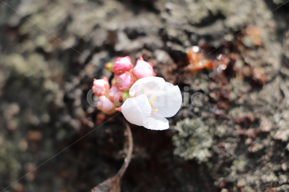봄,봄꽃,벚꽃,흰꽃,plant,blossom,flower