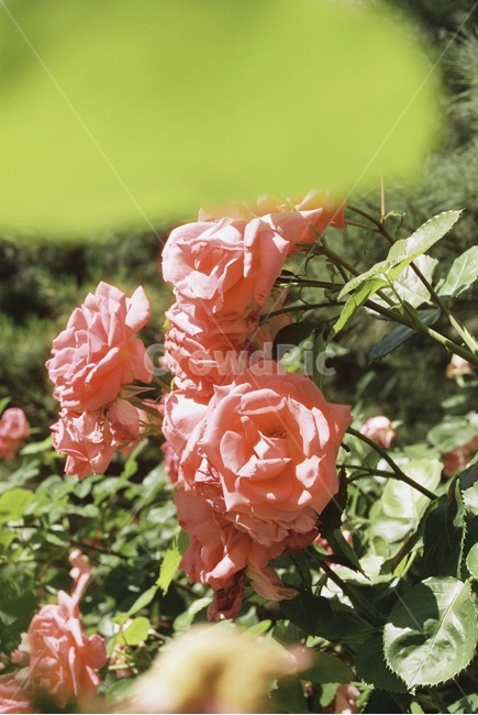 자연,감성,감성사진,장미,장미꽃,꽃,필름,필름카메라,필름사진,film,filmcamera,nature,rose,flower,plant,sensible,color,colorsensitivity,emotional,feeling