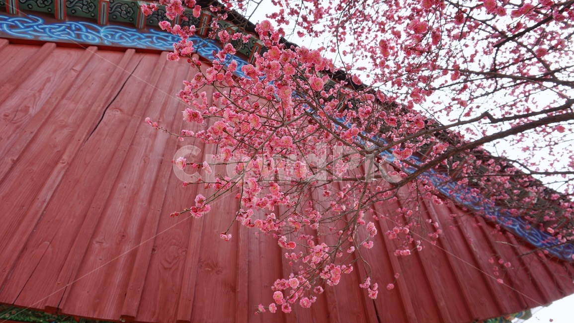 봄꽃,홍매화,봄풍경,풍경,절,꽃,봄,계절,spring,season,한국전통,한국문화,korean traditional,korean culture,식물,자연,plants,nature,꽃,flower,건축물,건물외관,exterior,building,structure,architecture,construction,plant,blossom
