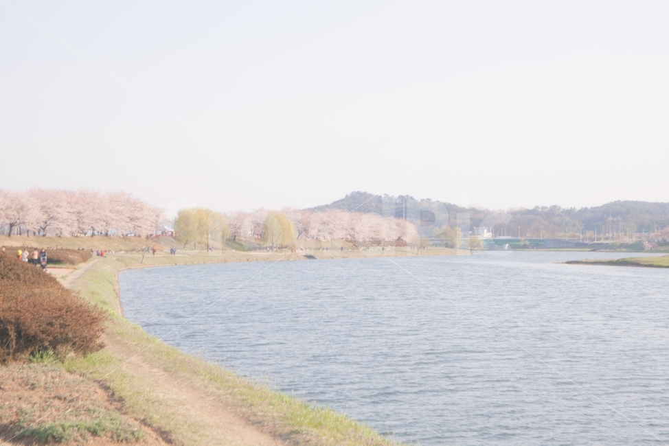 봄,벚꽃,꽃,나무,자연,풍경,풍경사진,봄사진,꽃사진,벚꽃사진,flower,flowers,cherryblossom,tree,nature,landscape,spring,자연,풍경,nature,landscape,봄,계절,spring,season,water,물,outdoors,옥외