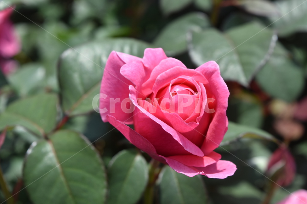 꽃,장미,식물,rose,flower,분홍장미,분홍색,핑크,pink,식물,자연,plants,nature,꽃,flower