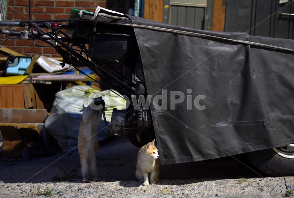 길고양이,개냥이,고양이,애완동물,반려동물,동물,animal,포유류,mammal,고양이,cat,kitten,kitty