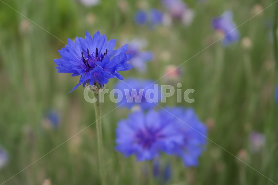 수레국화,꽃,식물,들꽃,파란꽃,flower,blossom,plant,감성,파란색,파랑,blue,field,식물,자연,plants,nature,꽃,flower