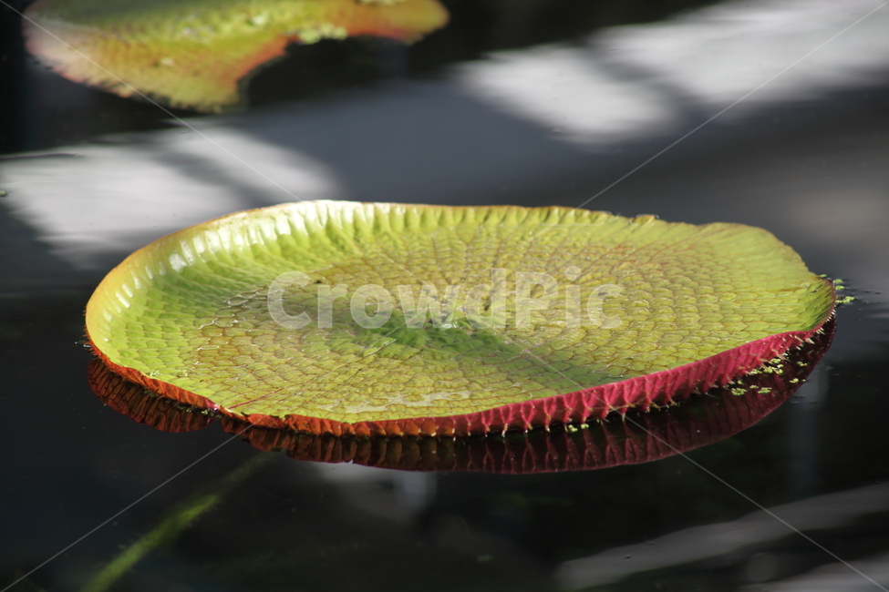 잎,연잎,빅토리아연잎,식물,leaf,식물,자연,plants,nature