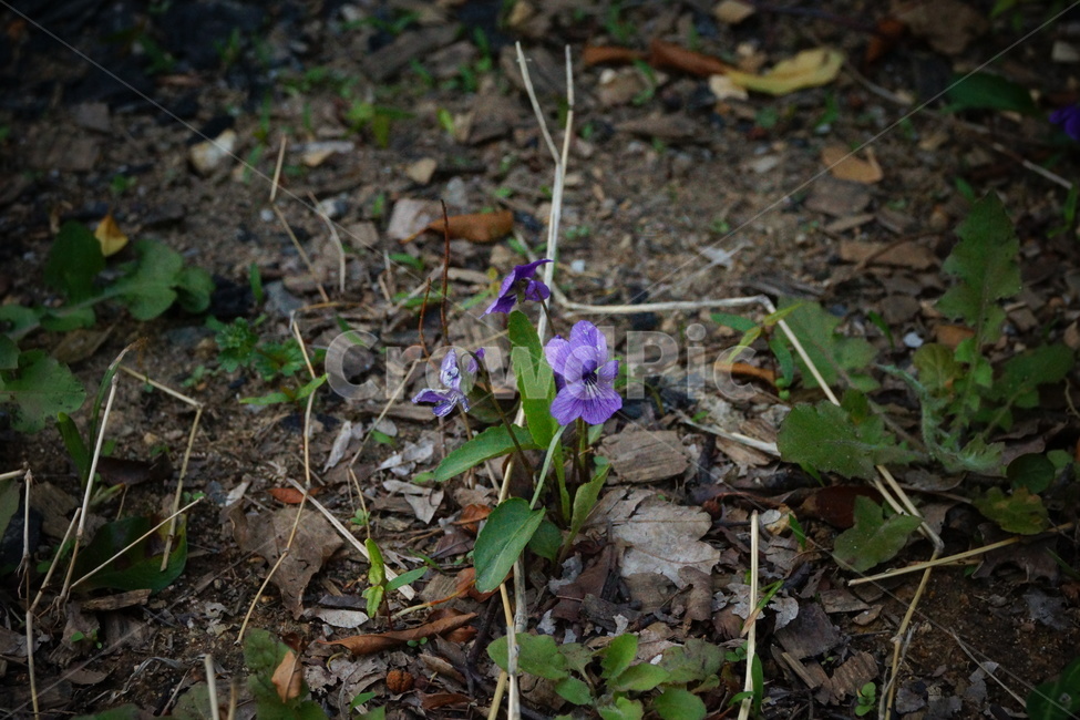 길가,봄꽃,제비꽃,야외,야생,야생제비꽃,식물,자연,plants,nature,꽃,flower