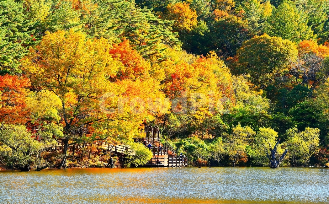 단풍,주산지,아침,가을,청송,가을,계절,fall,autumn,season,자연,풍경,nature,landscape,한국자연풍경,한국자연경관,korea nature landscape,plant,식물,tree,나무,maple