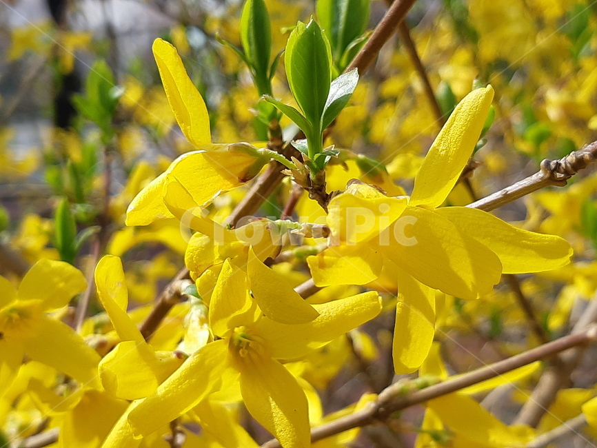 봄,개나리꽃,봄꽃,자연,spring,노랑,신선함,개나리,상큼함,힐링,봄풍경,자연풍경,노란꽃,싱그러운,자연냄새,봄,계절,spring,season,식물,자연,plants,nature,꽃,flower,plant,leaf,잎