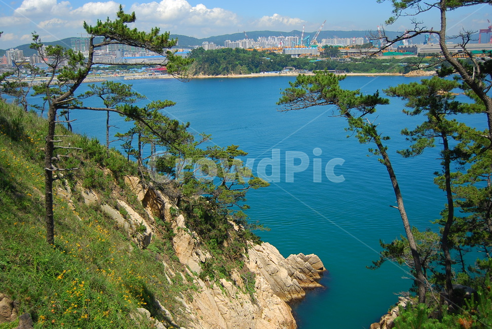 자연,경관,풍경,바다,대왕암,소나무,자연,풍경,nature,landscape,한국자연풍경,한국자연경관,korea nature landscape,도시,city,한국도시풍경,한국도시경관,korea cityscape,water,물,outdoors,옥외,ocean,대양,sea,shoreline,해안선
