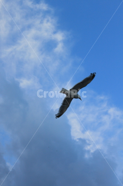 갈매기,하늘,바닷가,바다,푸른,푸르른,비행,날다,날개,꿈,바람,seagull,gull,구름,흰구름