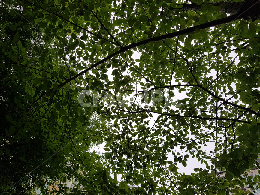 초록잎,나무,나뭇잎바다,봄나무,녹색,시원한,싱그러운,하늘과나무,leaf,green,spring,wood,fresh