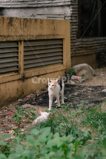 동물,고양이,길냥이,새끼고양이,귀여움,animal,cats,cute,동물,animal,포유류,mammal,고양이,cat,kitten,kitty