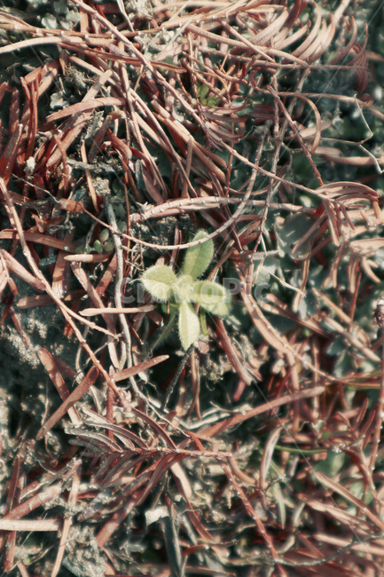 식물,plant,새싹,낙엽,나무