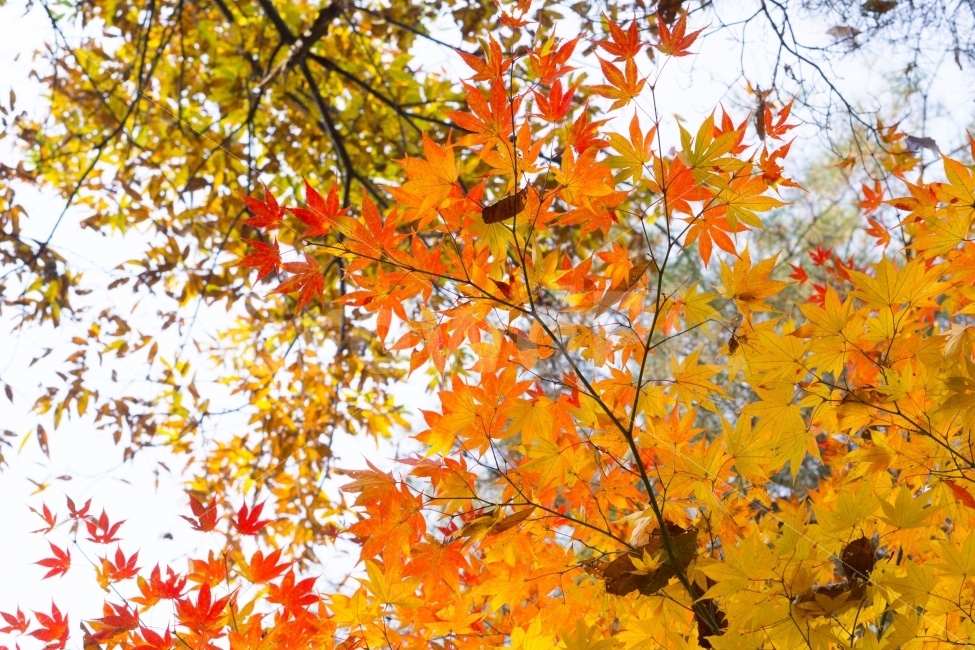 잎,단풍,풍경,배경,자연,낙엽,나무,가을,붉은색,갈색,공원,제이드가든,정원,fall,autumn,season,식물,plants,nature,가을,계절,fall,autumn,season,식물,자연,plants,nature,나무,trees,wood,leaf,plant,tree,maple