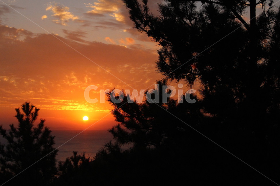노을,일몰,소나무,하늘,나무,sunset,sky,자연,풍경,nature,landscape,식물,plants,나무,trees,wood,실루엣,그림자,silhouette,shadow,outdoors,옥외,dawn,새벽,dusk,황혼,red sky,붉은 하늘,sunlight,햇빛