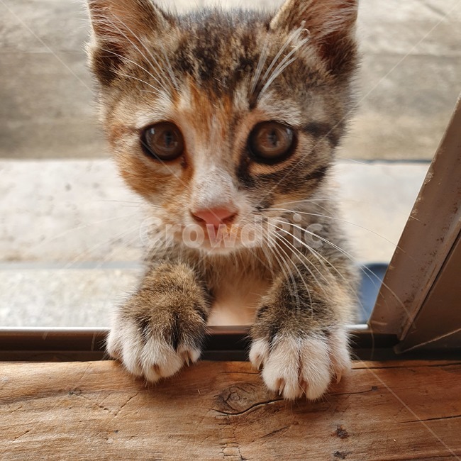고양이,아기고양이,코숏,귀여움,심쿵
