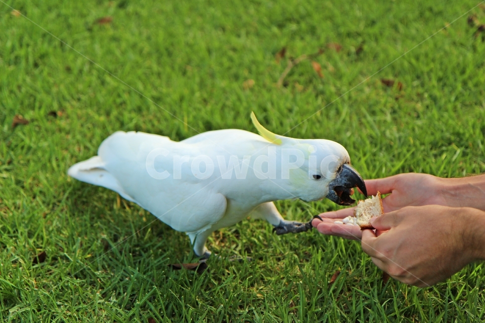 앵무새,parrot,코카투,cockatoo,whitecockatoo,동물,animal,조류,새,birds,사람,인물,인간,human,person,신체일부,몸,body