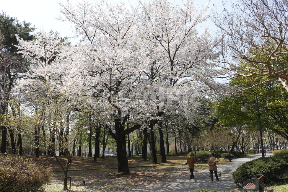 벚꽃,벚꽃나무,꽃,분홍,핑크,봄,계절,spring,season,자연,풍경,nature,landscape,plant,식물,flower,blossom