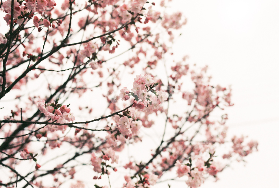 봄,벚꽃,꽃,flower,필름,감성,감성사진,film,analog,아날로그,봄,계절,spring,season,식물,자연,plants,nature,꽃,flower,감성,sensible,feeling,plant,blossom