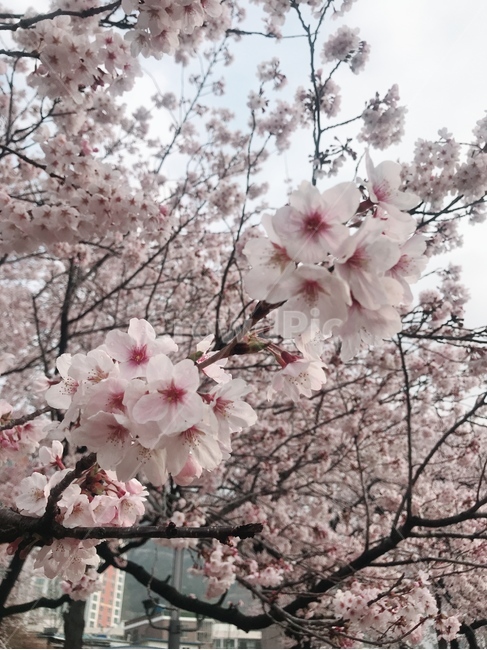 벚꽃,꽃,봄,진해,군항제,봄,계절,spring,season,식물,자연,plants,nature,꽃,flower,plant,blossom