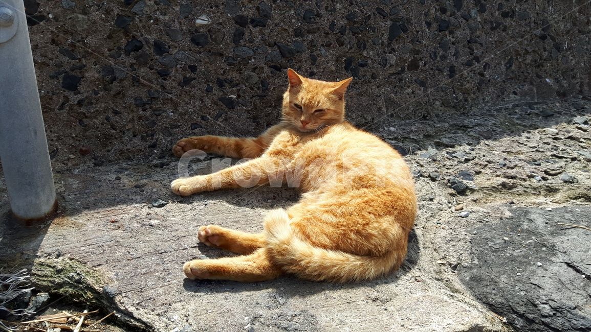 고양이,고양이섬,일본고양이,후쿠오카,아이노시마