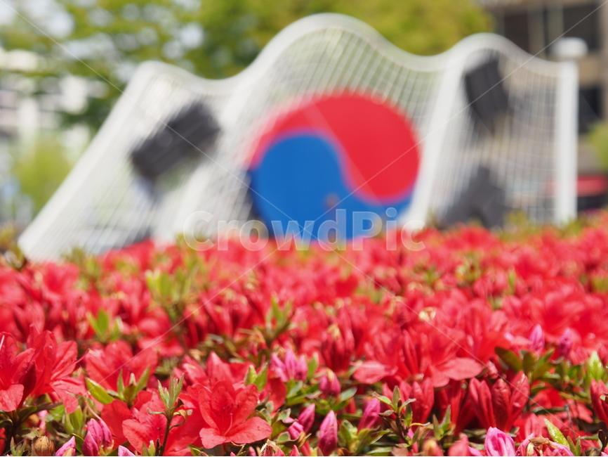 태극기,국기,깃발,진달래,꽃,상징,태극문양,봄,꽃밭,식물,자연,plants,nature,꽃,flower