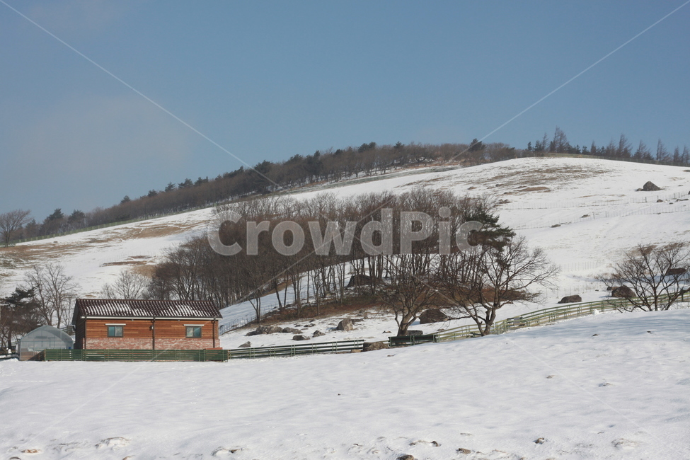 겨울,대관령,동산,나무,자연,겨울,계절,winter,season,자연,풍경,nature,landscape