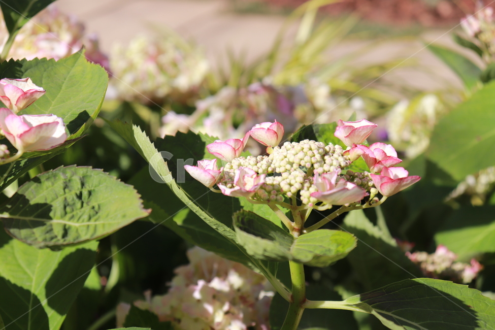 꽃,자연,봄,화사한,아름다운,식물,자연,plants,nature,꽃,flower