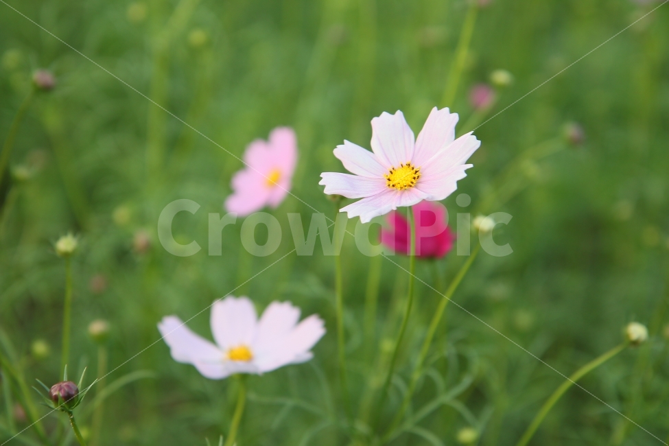 코스모스,꽃,코스모스꽃말,수줍은소녀,살사리꽃,고향,향수,소풍,피크닉,picnic,cosmos,flower,pink,white,들꽃,하늘하늘,여린,연약한,감성적인,아름다운,감성사진,풍경사진,한국여행,가을소풍,봄소풍,가을여행,국내여행,꽃사진,들판,청순함,청초한,부드러운,기분좋은,가을,계절,fall,autumn,season,식물,자연,plants,nature,꽃,flower,plant,blossom,daisy,데이지,daisies