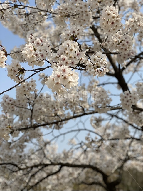 plant,식물,flower,꽃,blossom,파크,공원