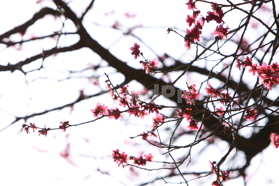 전남,구례,화엄사,흑매,매화꽃,사찰,각황전,4월,꽃,빛,봄,계절,spring,season,식물,자연,plants,nature,꽃,flower,나무,trees,wood,plant,blossom