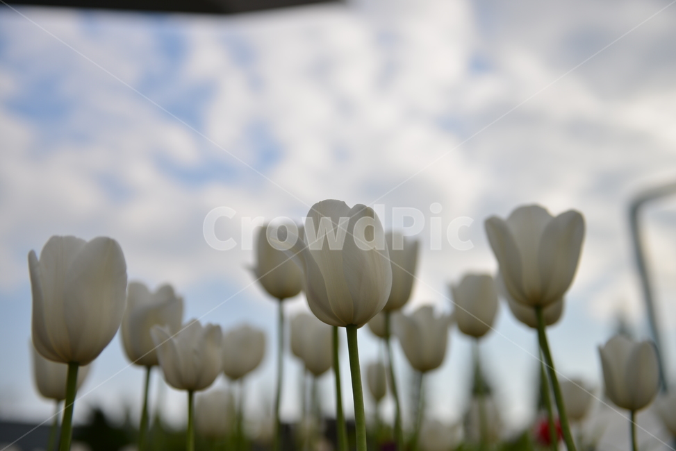 튤립,하얀튤립,하늘,plant,식물,tulip,flower,blossom,식물,자연,plants,nature,꽃,flower
