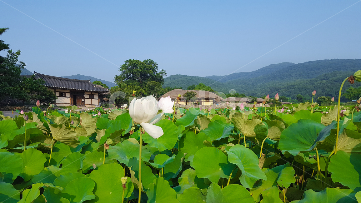 한국전통,전통적인,전통마을,민속마을,외암리민속마을,기와집,초가집,한국전통집,연,연꽃,나무,산,식물,자연,녹색,푸른,푸르름,한국의전통가옥,전통가옥,돌담,감성,감성사진,여름,시골,마을,풍경,landscape,country,rural,town,한국전통,한국문화,korean traditional,korean culture,식물,자연,plants,nature,꽃,flower