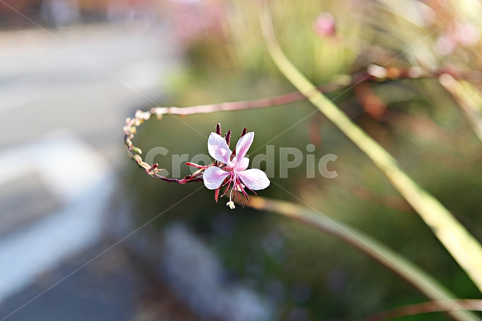 가우라,꽃,꽃잎,잎,줄기,식물,공원,자연,가을,가을,계절,fall,autumn,season,식물,자연,plants,nature,꽃,flower,plant,geranium,제라늄,blossom