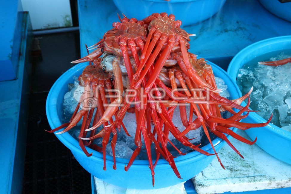 대게,홍게,게,해산물,갑각류,얼음,상품,진열,시장,수산시장,어시장,싱싱한,한국,수산물,해산물,fishery products,seafood