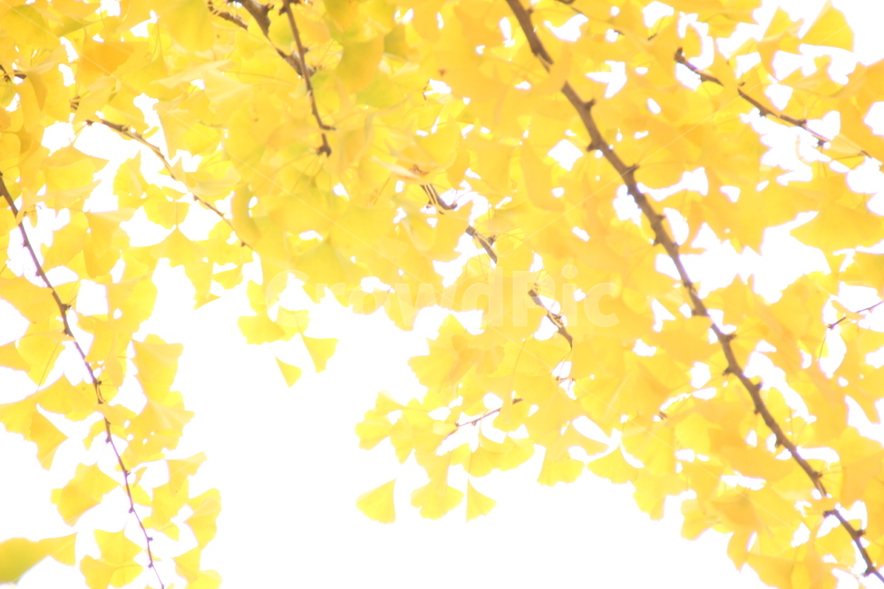 가을,은행,은행잎,노란색,노랑잎,가을,계절,fall,autumn,season,식물,자연,plants,nature,leaf,잎,plant