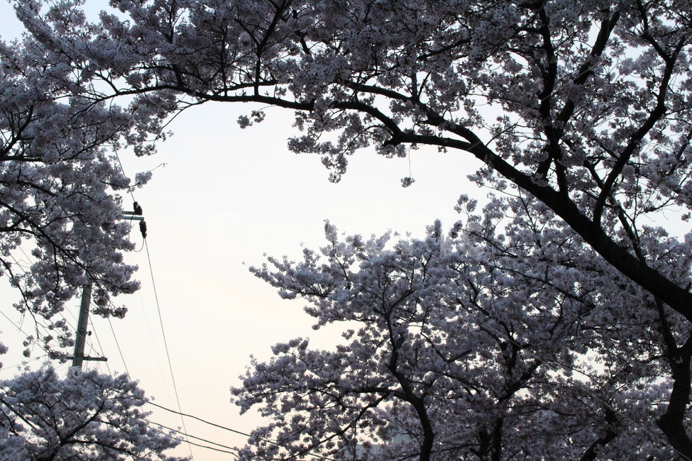 벚꽃,봄,cherryblossoms,벚꽃나무,벚꽃하늘,봄,계절,spring,season,자연,풍경,nature,landscape,plant,식물,tree,나무