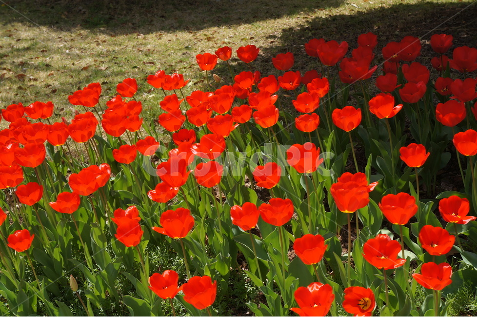 튤립,튜율립,tulip,화초,꽃,정원,식물,꽃사진,빨간튤립,봄꽃,맑은날,공원,특이한툴립,식물,자연,plants,nature,꽃,flower