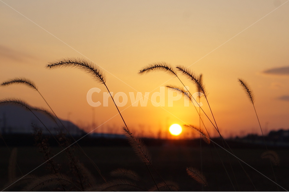 저녁,노을,일몰,해,빛,풍경,자연,자연,풍경,nature,landscape,식물,plants,plant,grass,잔디,light,flare,플레어,outdoors,옥외