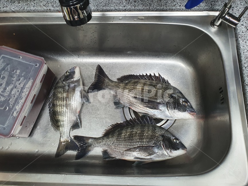 fish,물고기,animal,생선,돔