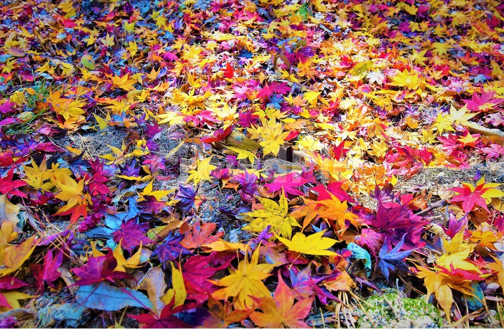 단풍,낙엽,감성,낭만,fallenleaves,가을,계절,fall,autumn,season,식물,자연,plants,nature,leaf,잎,plant
