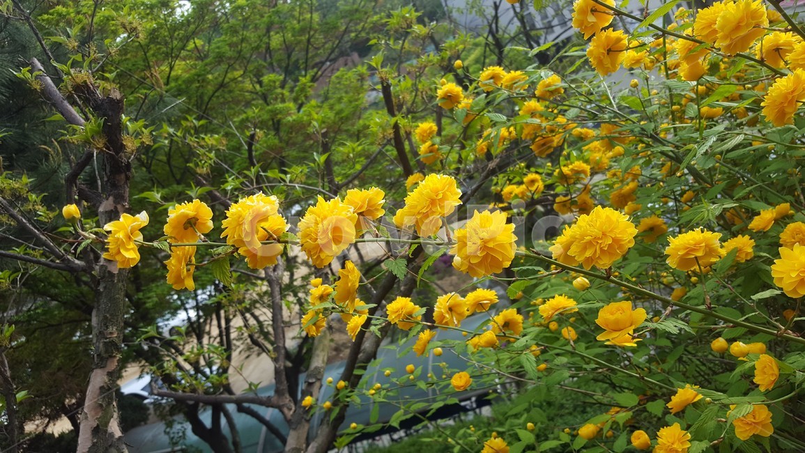 꽃,식물,노란꽃,자연,봄꽃
