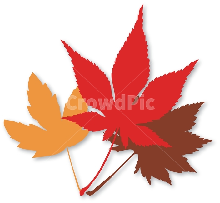 벡터,eps,vector,가을,낙엽,leaves,autumn,fall,season,colorful,가을소스,디자인소스,패턴,pattern,패턴소스,잎새,잎사귀,식물,various,different,fallenleaves,일러스트레이션,illustration,단풍잎,단색,가을분위기,가을소재,시즌,계절,9월,10월,11월,가을,계절,fall,autumn,season,그래픽,일러스트레이션,graphic,illustration,leaf,잎,plant,tree,나무