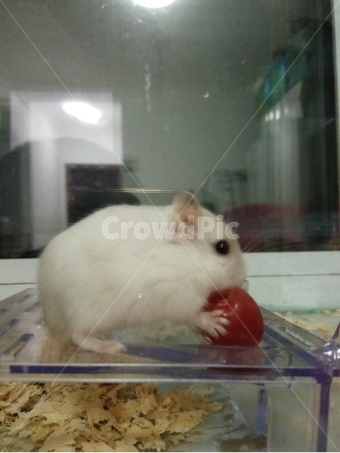 햄스터,귀여운동물,hamster,토마토,쥐,동물,animal,포유류,mammal