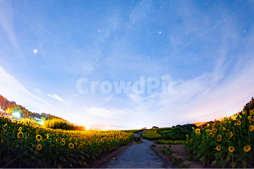 옥외,자연,하늘,은하수,야경,해바라기,자연,풍경,nature,landscape,식물,plants,꽃,flower