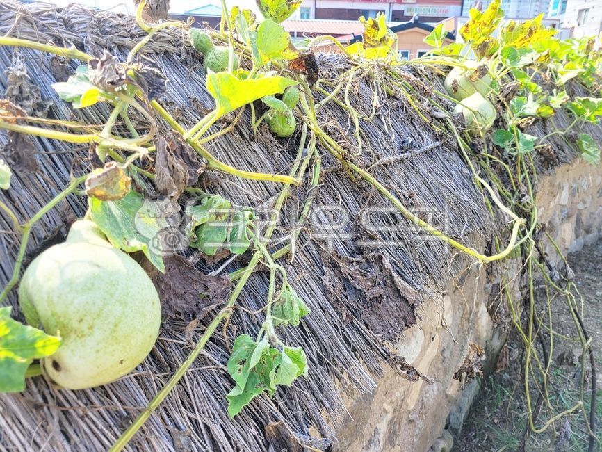 thatched fence,Gourd,old house,thatched house,gourd vine