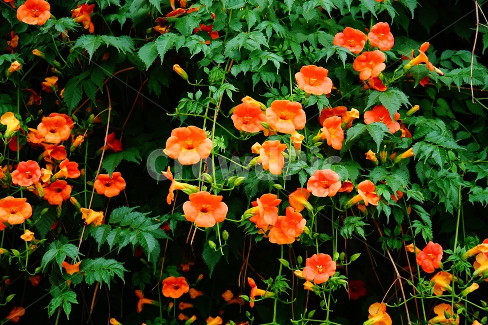 능소화,꽃,flower,식물,자연,계절,여름,summer