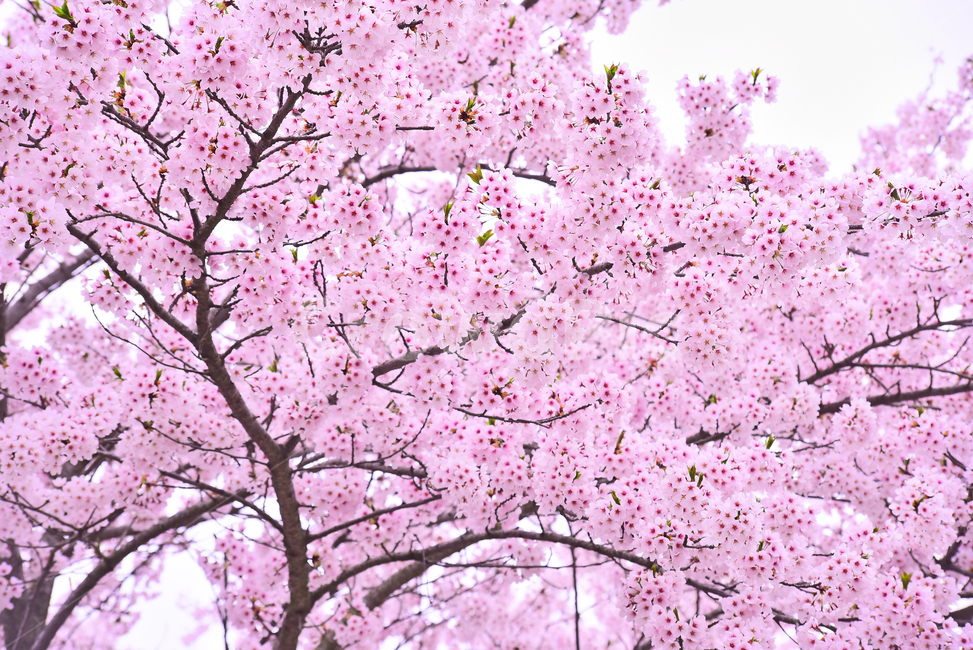 벚꽃,봄꽃,봄배경,분홍색꽃,핑크색,나무꽃,springflowers,시즌,계절,배경,cherryblossom,체리블러썸,바탕,season,백그라운드,야외,옥외,아웃도어,blossom,꽃,flower,식물,plant,한국자연경관