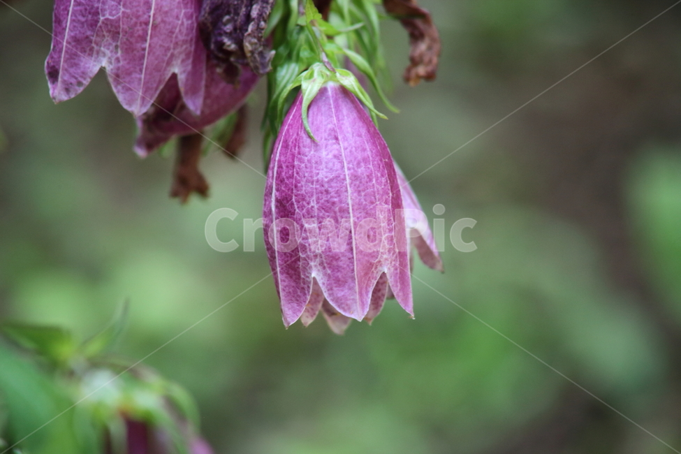 초롱꽃,여름,붉은초롱꽃,bellflower,spottedbellflower