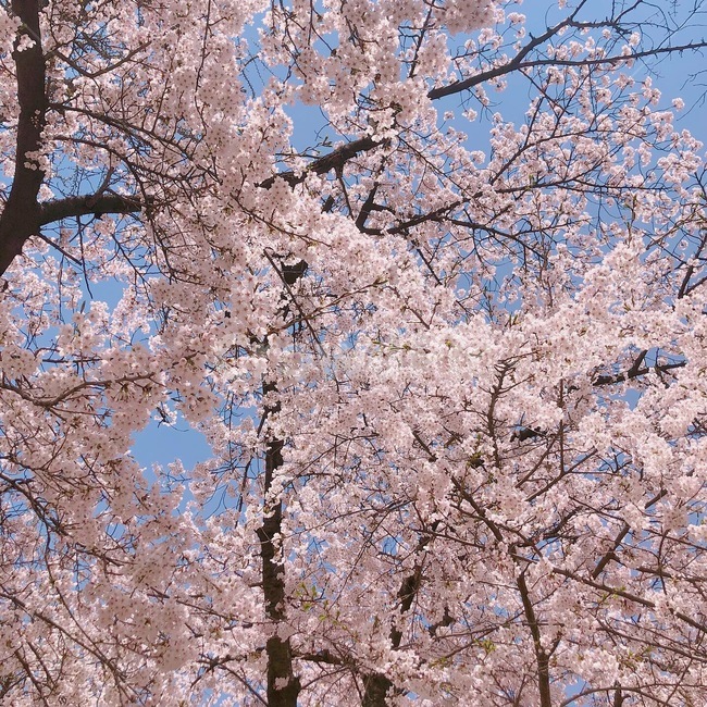 식물,꽃,벚꽃,flower,blossom,봄,분홍,핑크,봄,계절,spring,season