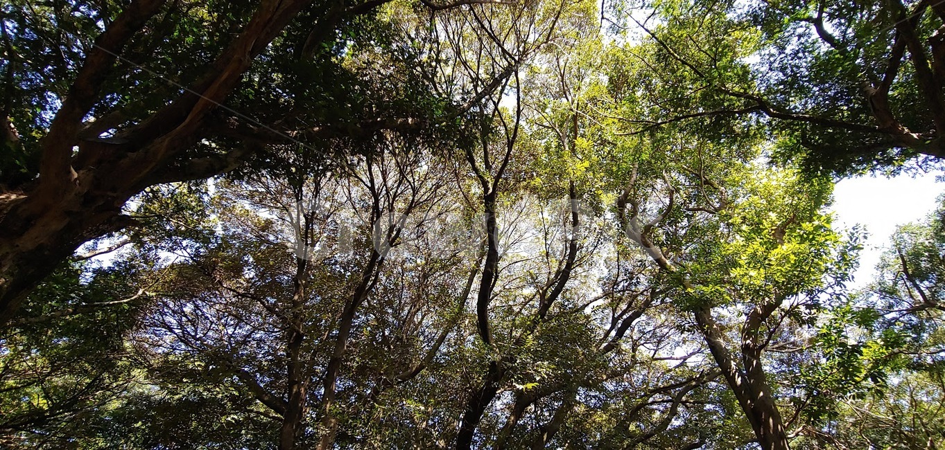 plant,식물,tree,나무,vegetation,나무줄기,treetrunk,초목,자연,풍경,nature,landscape,tree trunk,나무 줄기